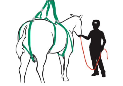 Loops system on a standing horse. 