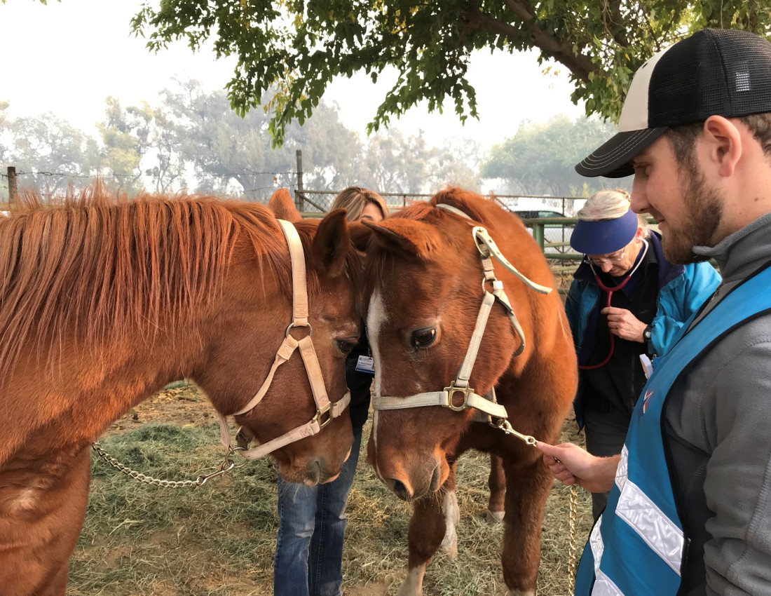 Horses interacting at an emergency Livestock Shelter