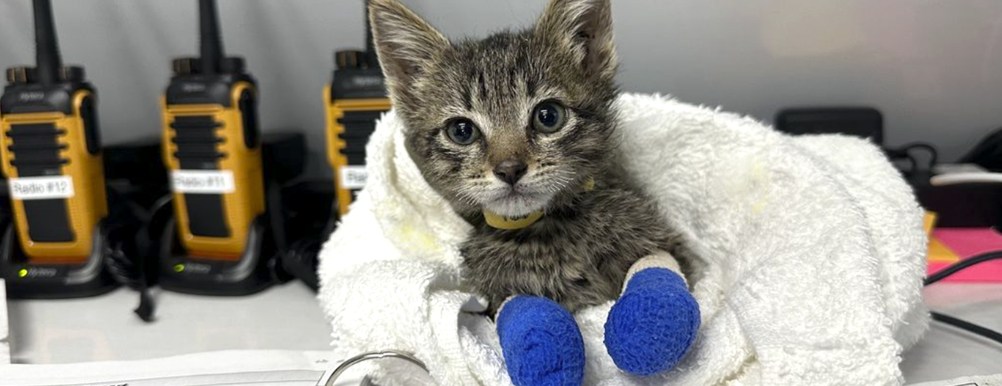 Kitten with bandaged feet.