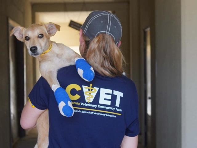 Vet holding a dog with bandaged paws on her shoulder.
