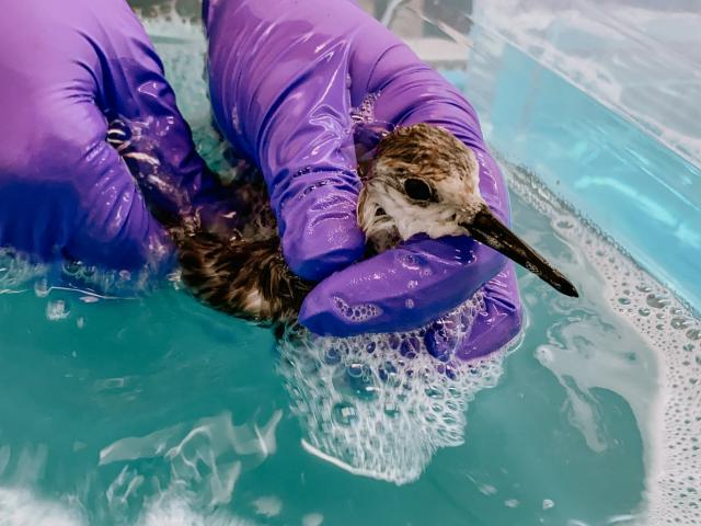 A wild sea bird being bathed to remove oil.