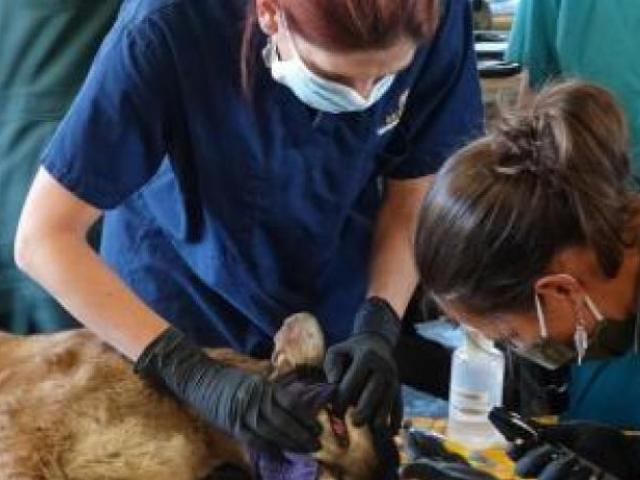 Vet examines an injured mountain lion.